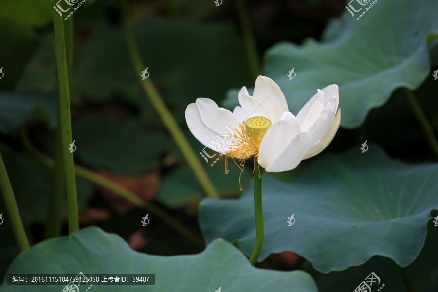 白荷花