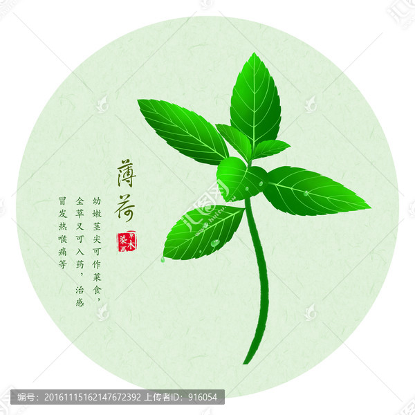 薄荷,手繪薄荷