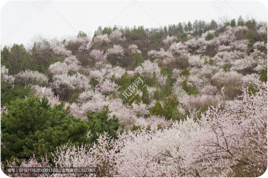 桃花