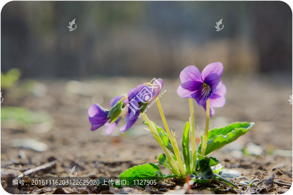 紫花地丁