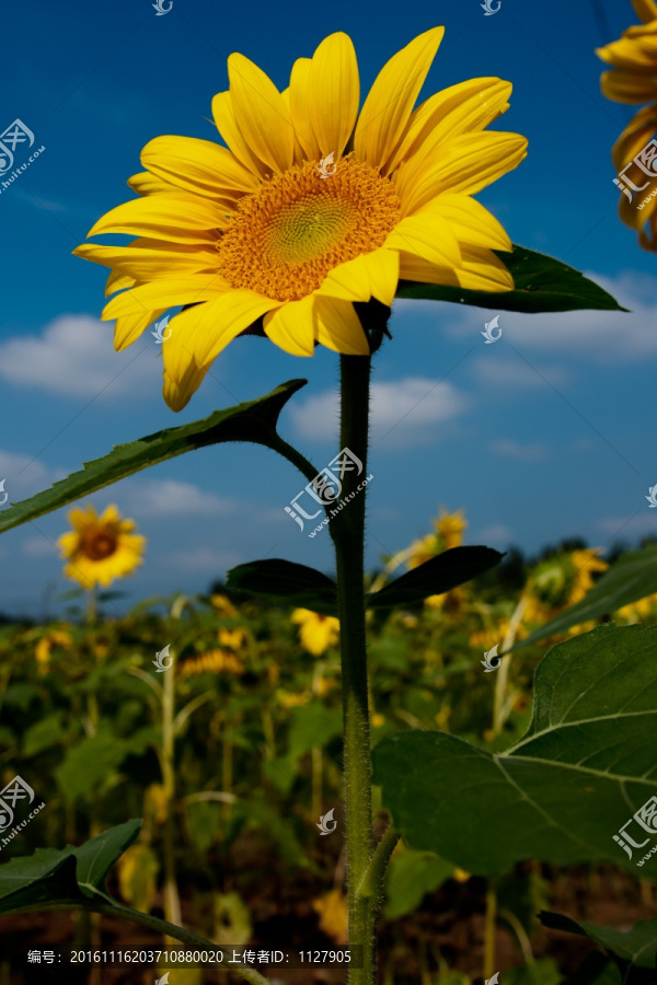 太阳花