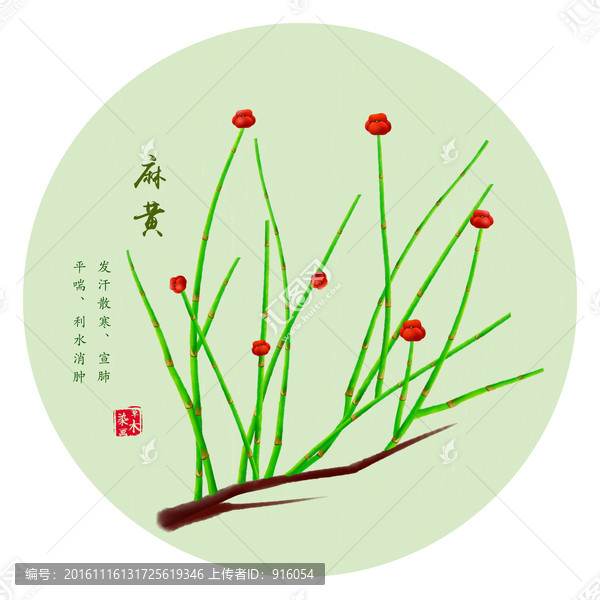 麻黃,手繪麻黃