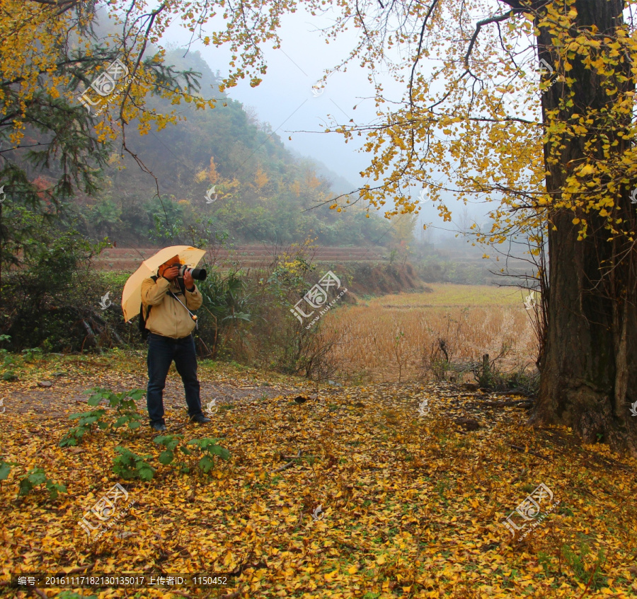 雨中漫步,银杏铺地宛若