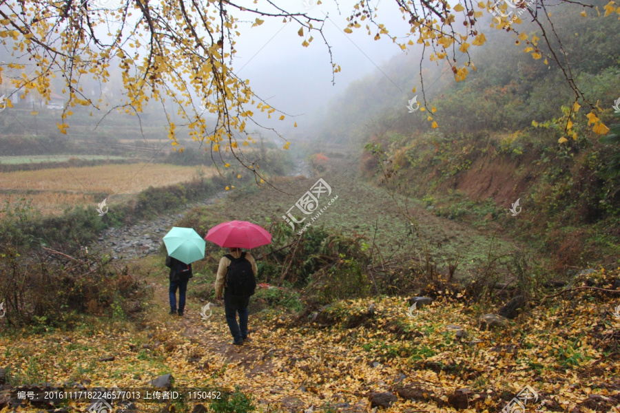 雨中漫步,银杏铺地宛若