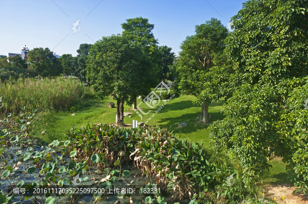 公园绿色风景