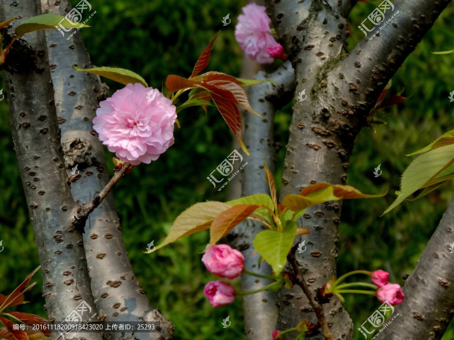 樱花树