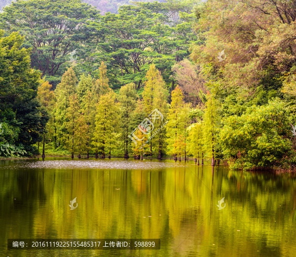 阳光树林湖泊高清