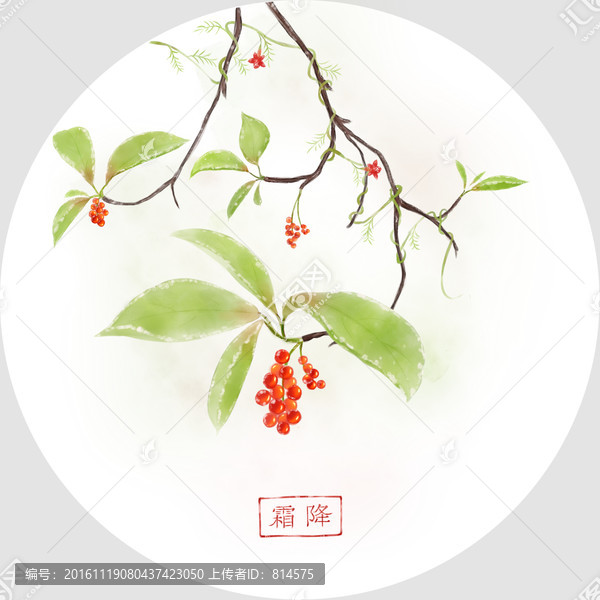 手繪五味子,霜降