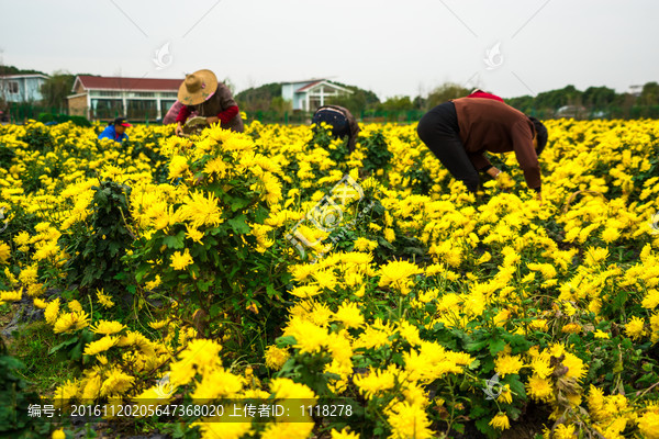 金丝皇菊