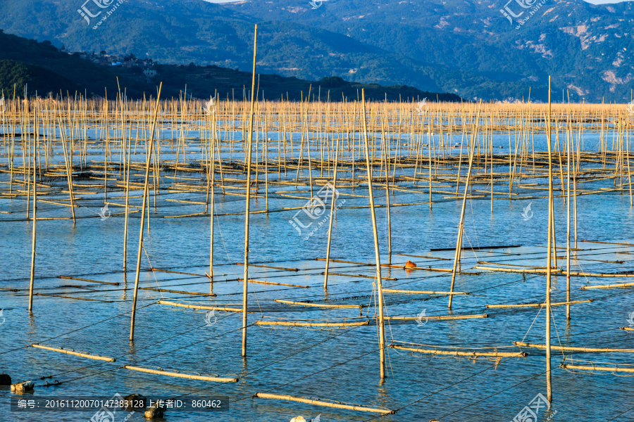 霞浦紫菜种植场,海上密集竹竿