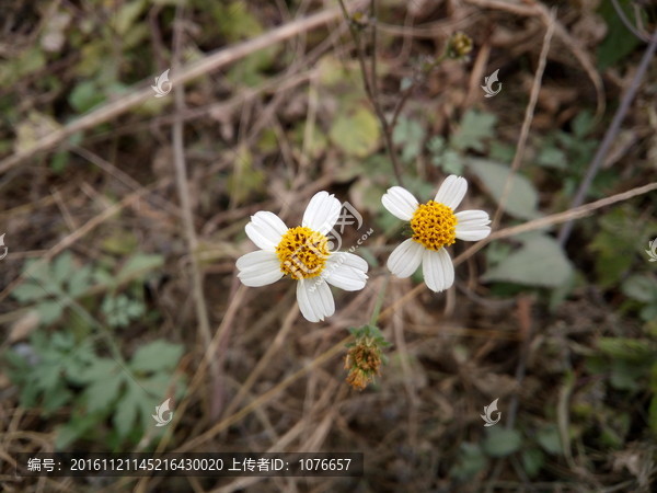 小菊花