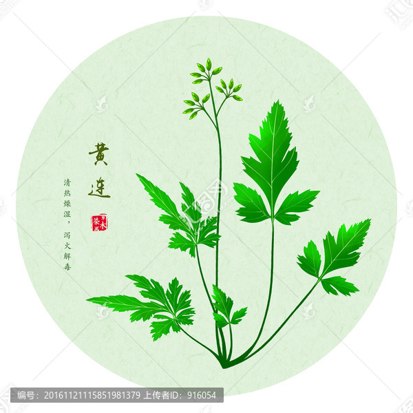 黃連,手繪黃連