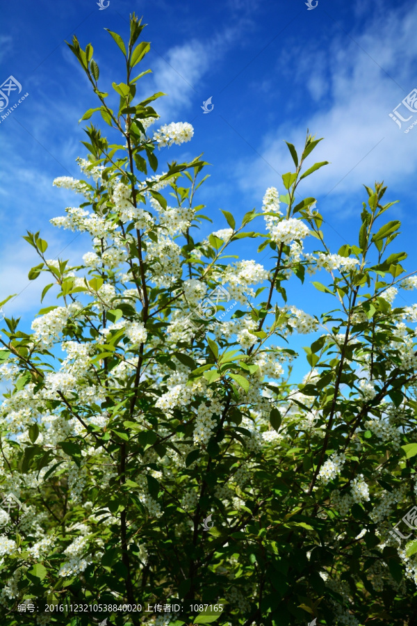 臭李子花