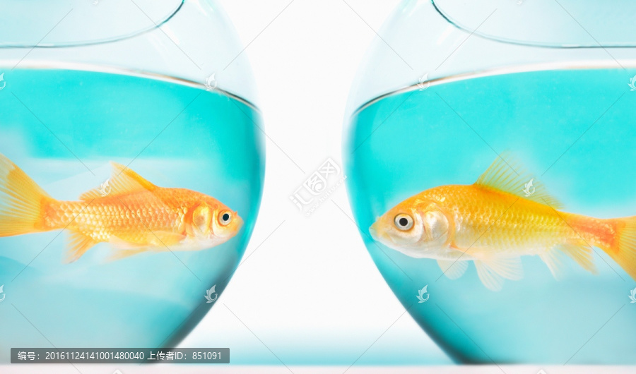 玻璃缸里的金鱼