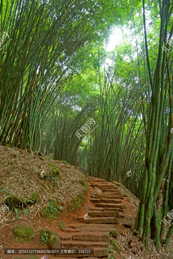 竹林,竹径,山谷小径