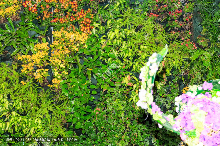 鲜花墙,鲜花背景