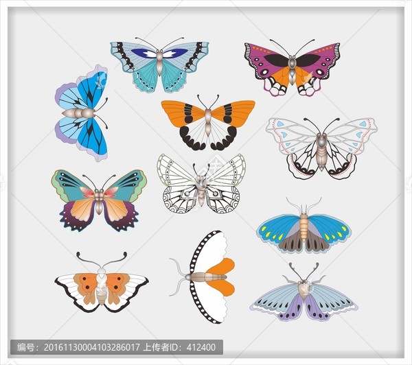 彩蝶標本,插圖,矢量圖