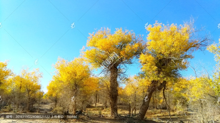 沙漠胡杨林摄影图片