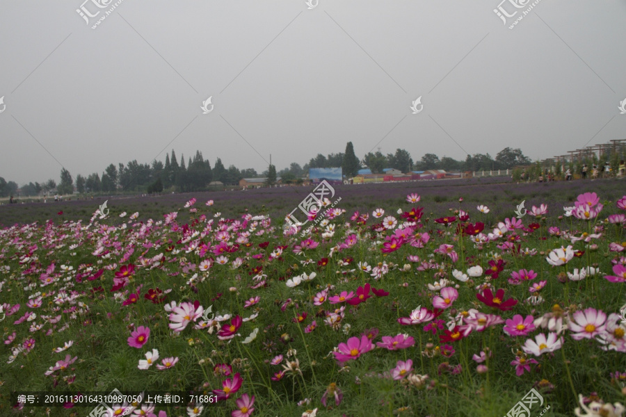 薰衣草花海