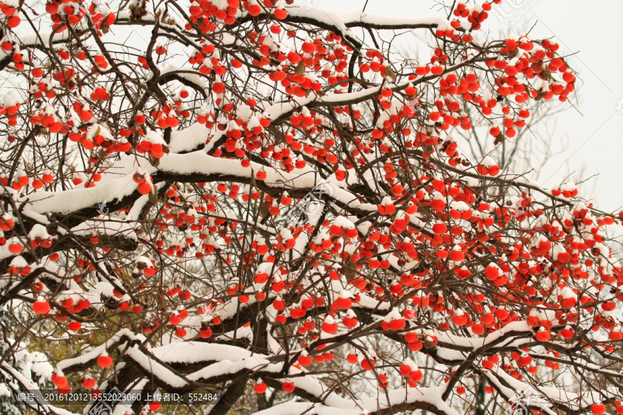 雪中柿子