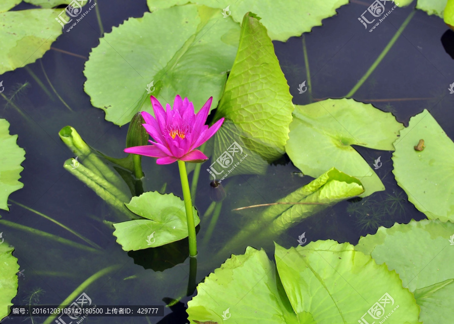 水塘,,水生植物