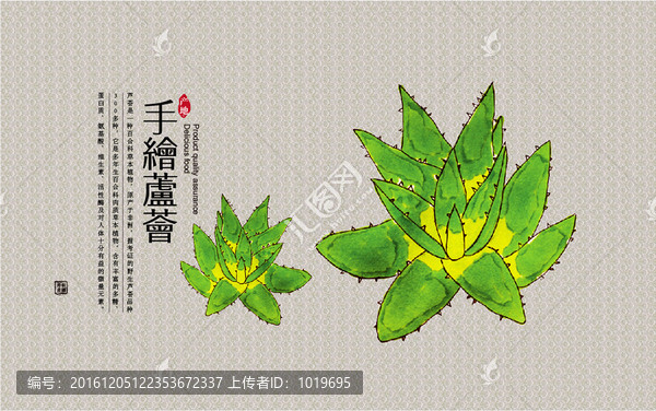 手繪蘆花插畫