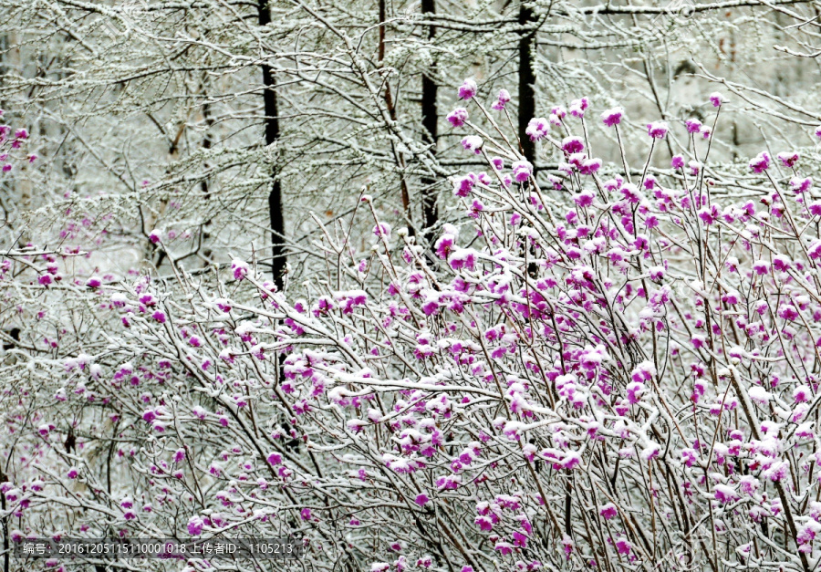 杜鹃花