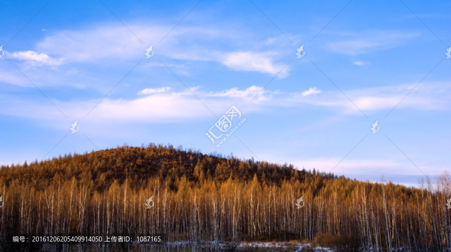 夕阳照森林