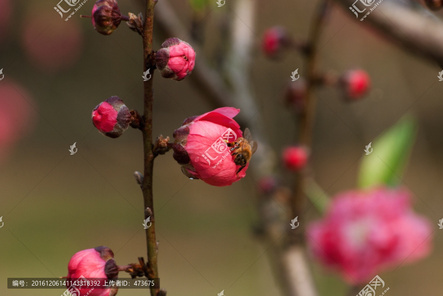 桃花