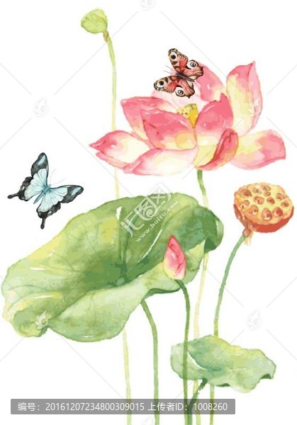 荷花,蝴蝶