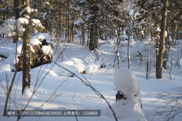 林海雪原