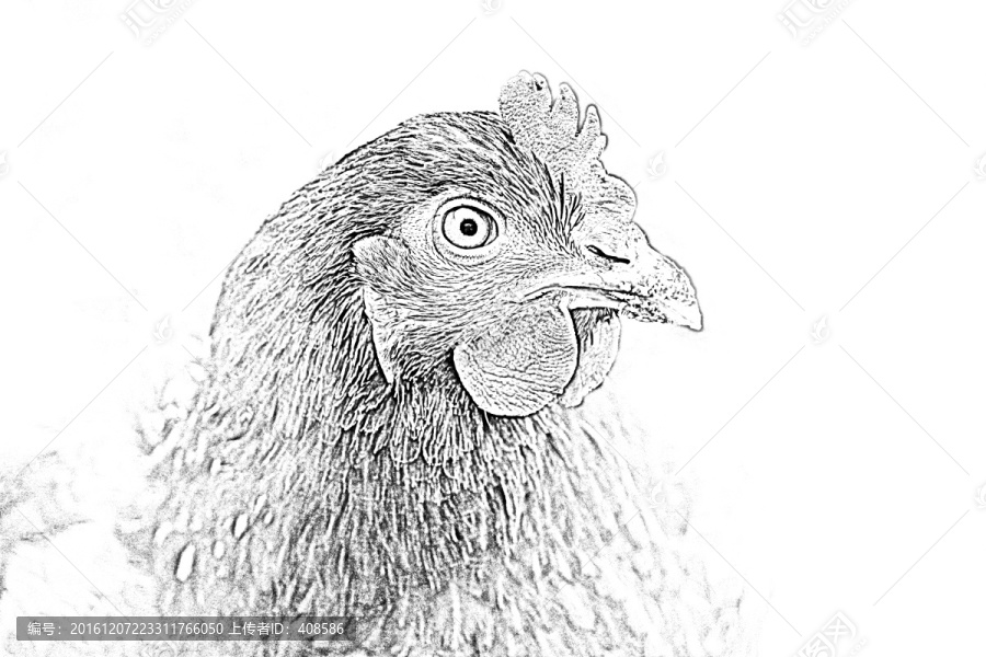 素描雞