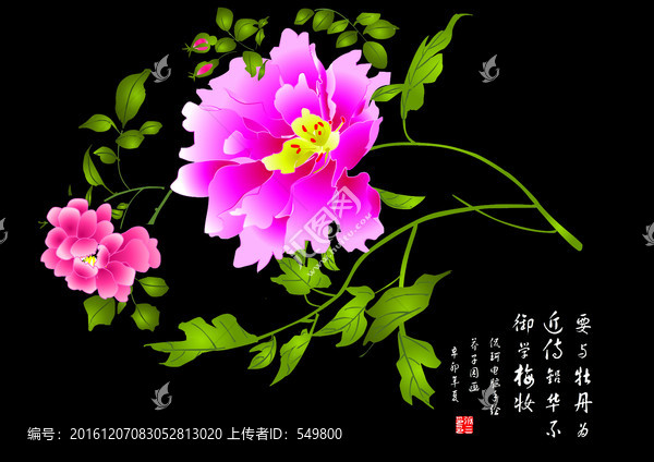 芍藥