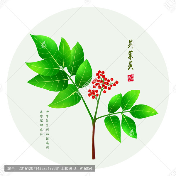 吳茱萸,手繪吳茱萸