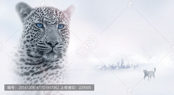 雪地里的豹子