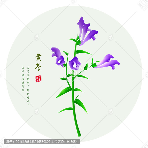黃芩,手繪黃芩