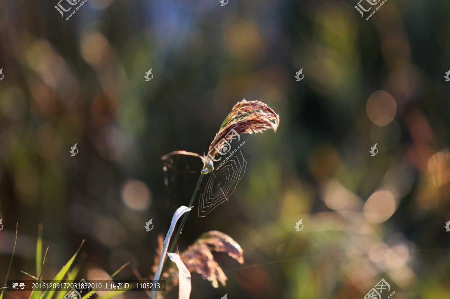 芦苇花