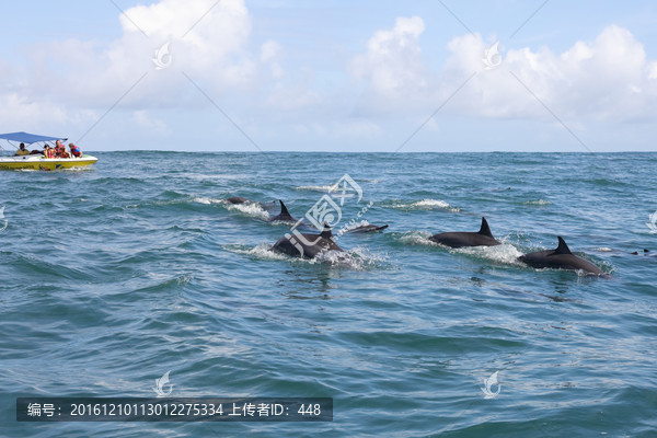 毛里求斯,大海海滩,海豚湾