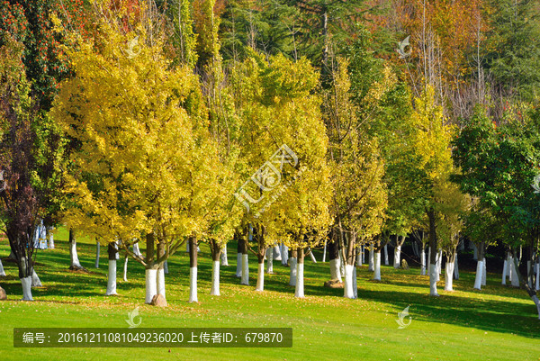 秋天的绿地和树木