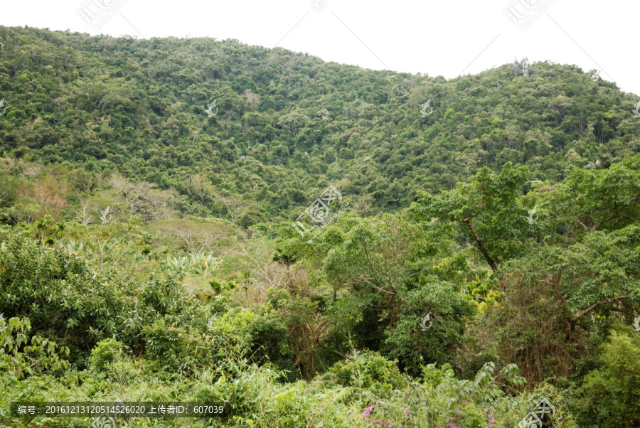 海南三亚呀诺达热带雨林