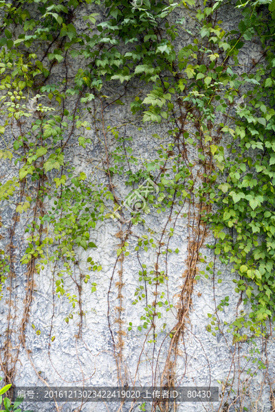 爬山虎,绿植,围墙,墙,植物