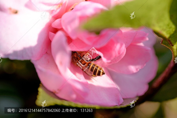 蜜蜂,采蜜,粉色茶花