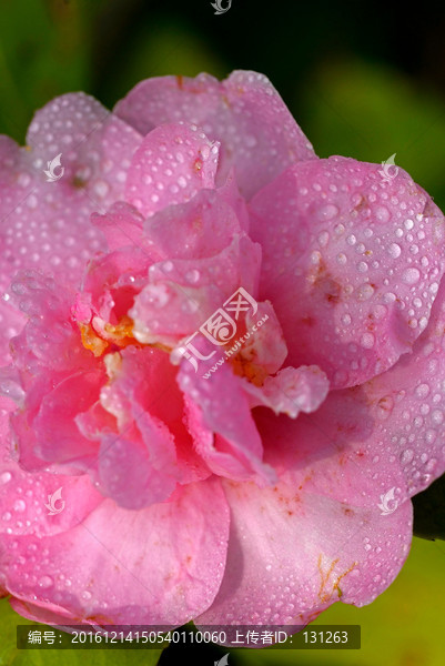 茶梅,粉色山茶花,水珠雨滴