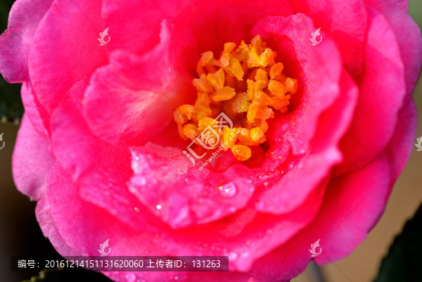 玫紅色茶花,山茶