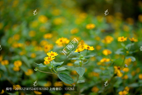 美兰菊,黄色菊花,野菊花