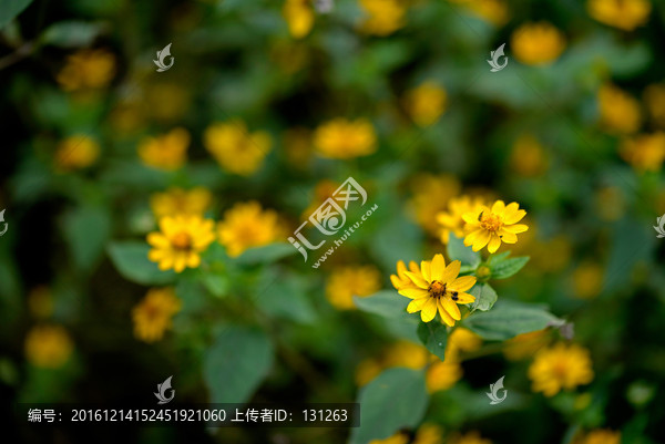 美兰菊,黄色菊花,小黄花