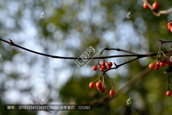 红色野果,南天竹果实