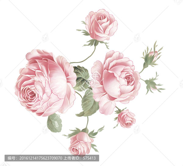 玫瑰花