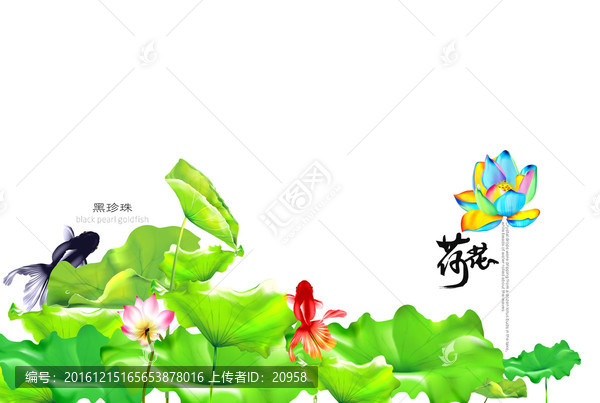 荷花荷葉