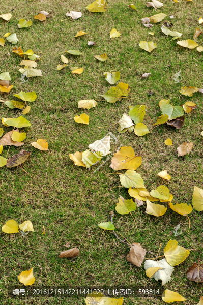 秋天的草地落叶
